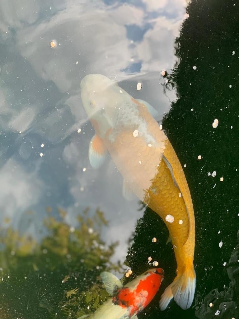Japanse koi (Ochiba, Ogon, Kohaku, Tancho, Asagi enz), Karper of Koi