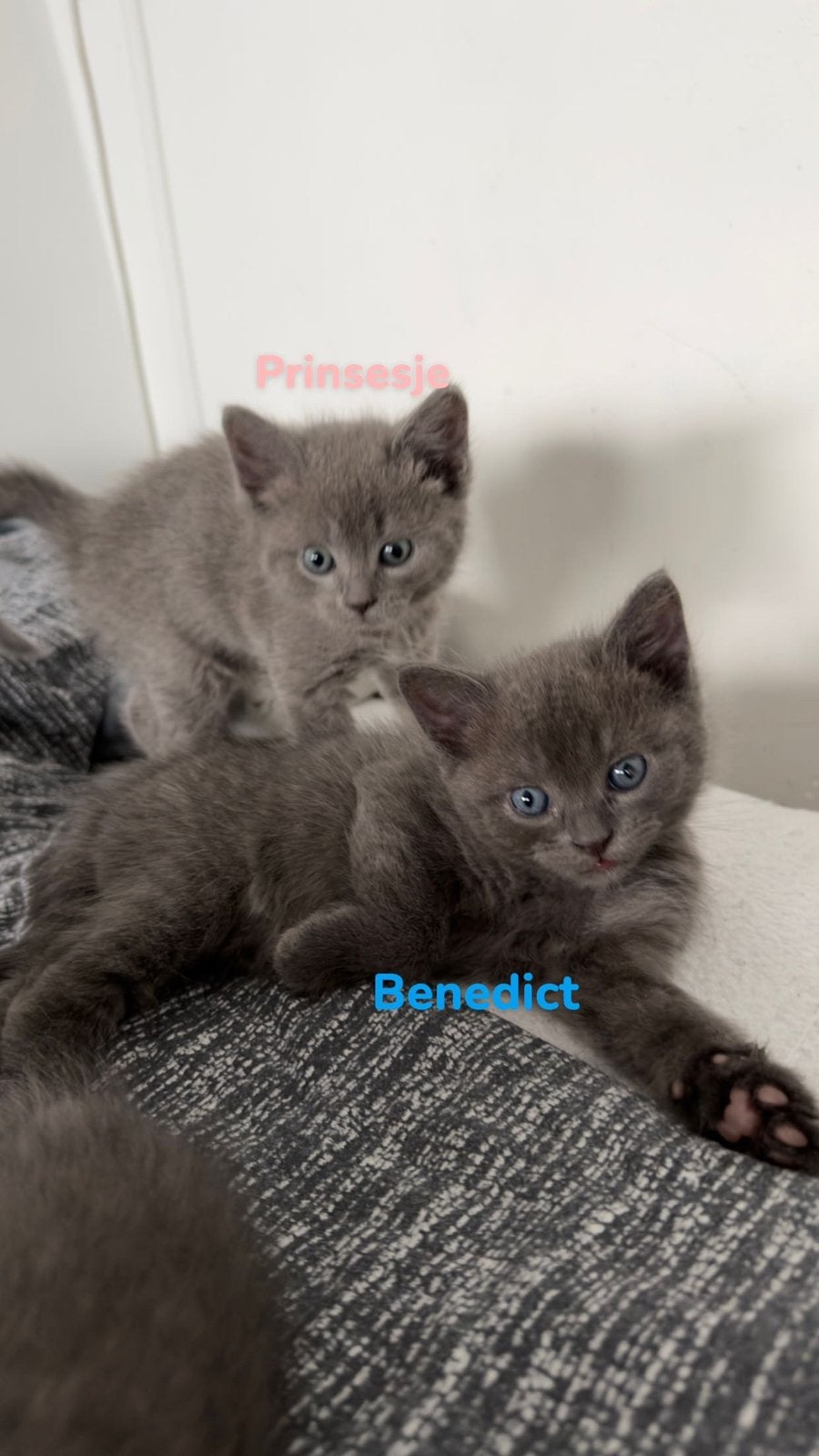 Ragdoll x Britse korthaar kittens mogen verhuizen, Ontwormd, 0 tot 2 jaar