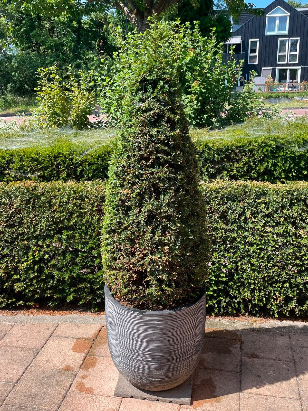 Piramide taxus, Ophalen, Taxus