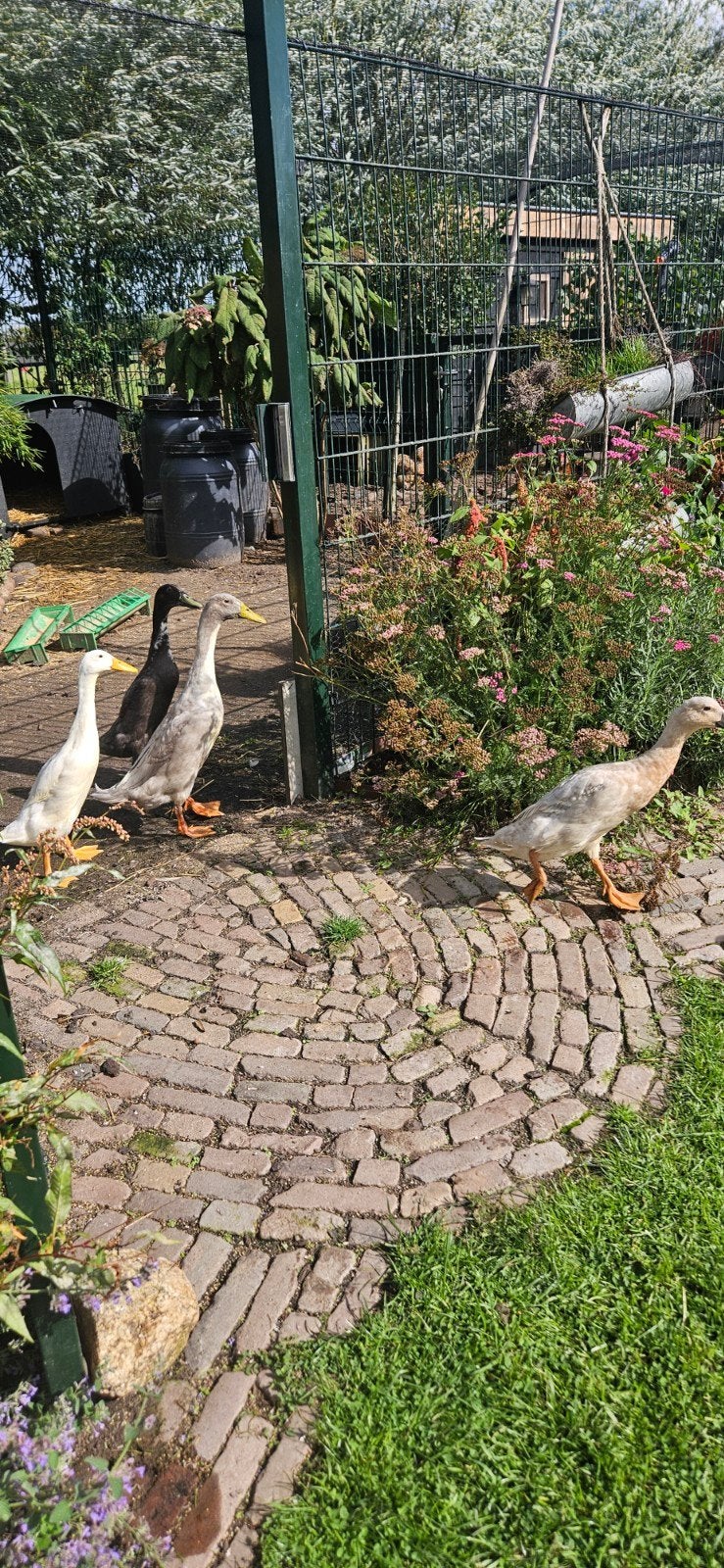 Indische loopeenden van dit jaar, man en vrouw, Dieren en Toebehoren, Pluimvee, Meerdere dieren, Eend
