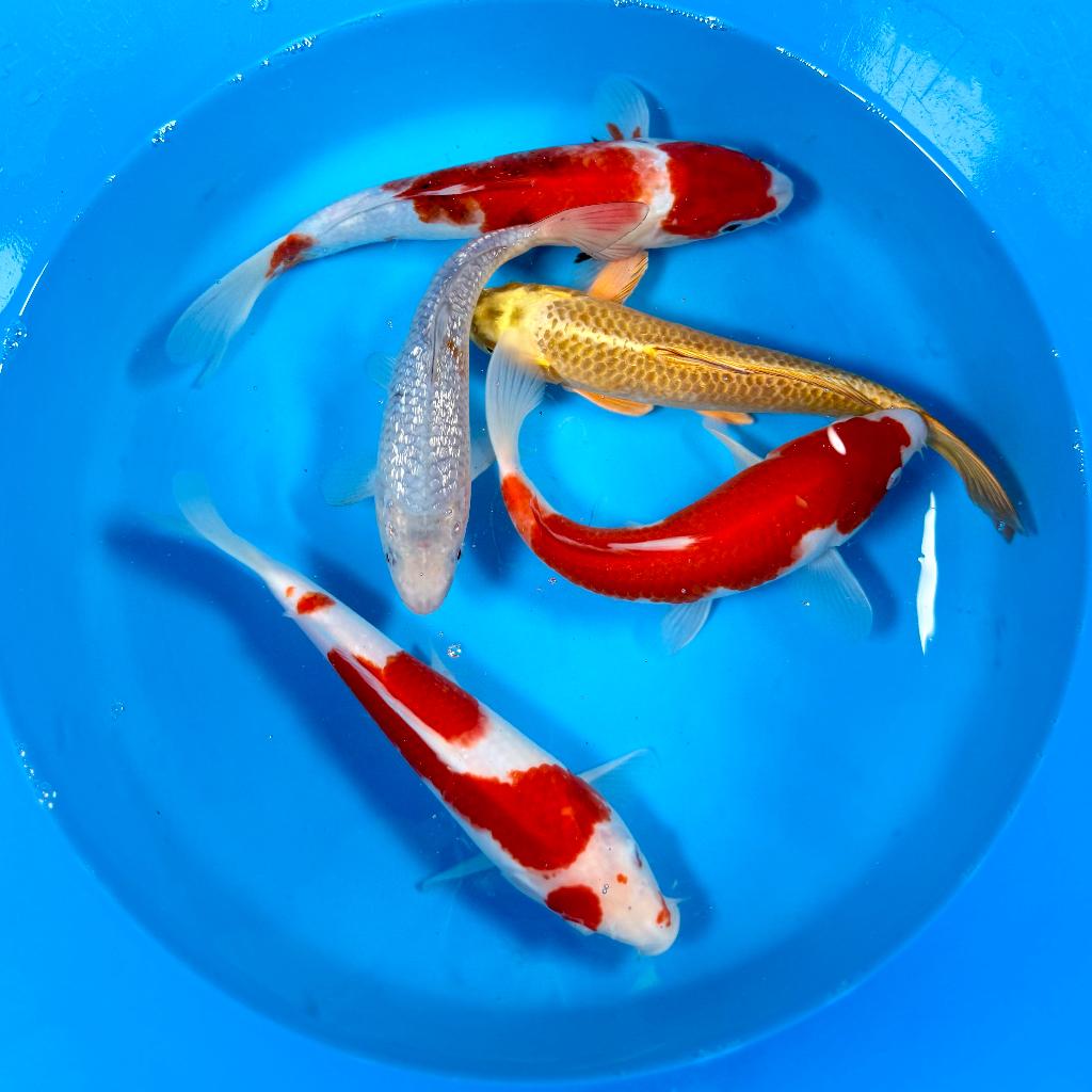Marusei Nisai mix 25-32cm Japan Koi | Leonie's Nishikigoi, Dieren en Toebehoren, Karper of Koi