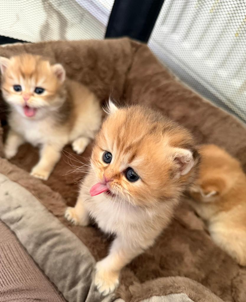 Prachtige Britse Korthaar Golden Shaded kittens raszuiver, Dieren en Toebehoren, Meerdere dieren, Met stamboom, 0 tot 2 jaar