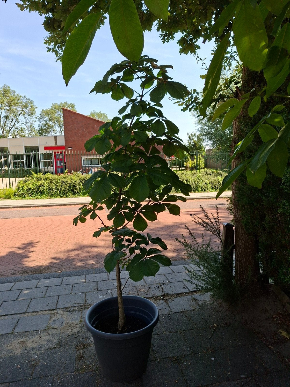 Kastanje volwassen boom, Ophalen, Halfschaduw, Lente