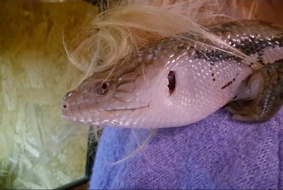 blauwtongskink Blue Tongue Skink photo 4