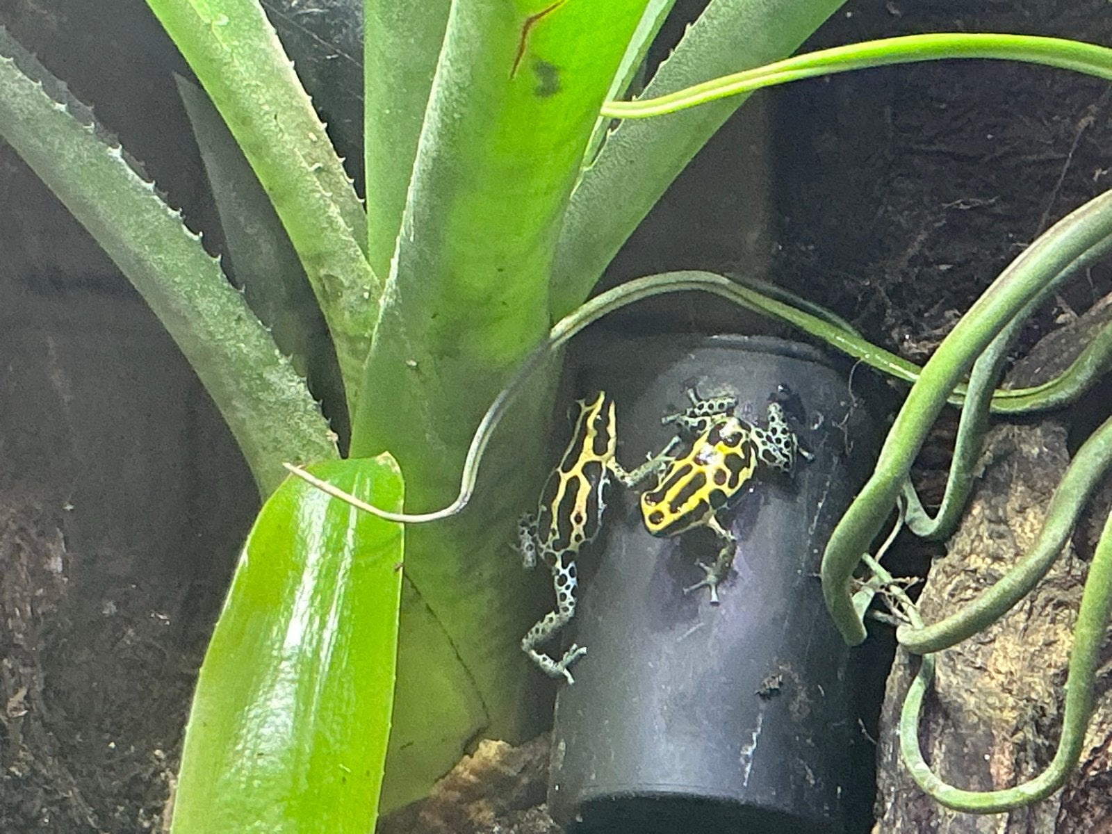 Ranitomeya Amazonica, Dieren en Toebehoren, Amfibie, 0 tot 2 jaar