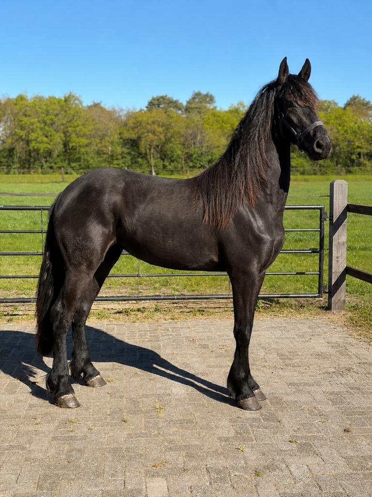 2 jarige Fries friese merrie, Merrie, Dressuurpaard, 3 tot 6 jaar