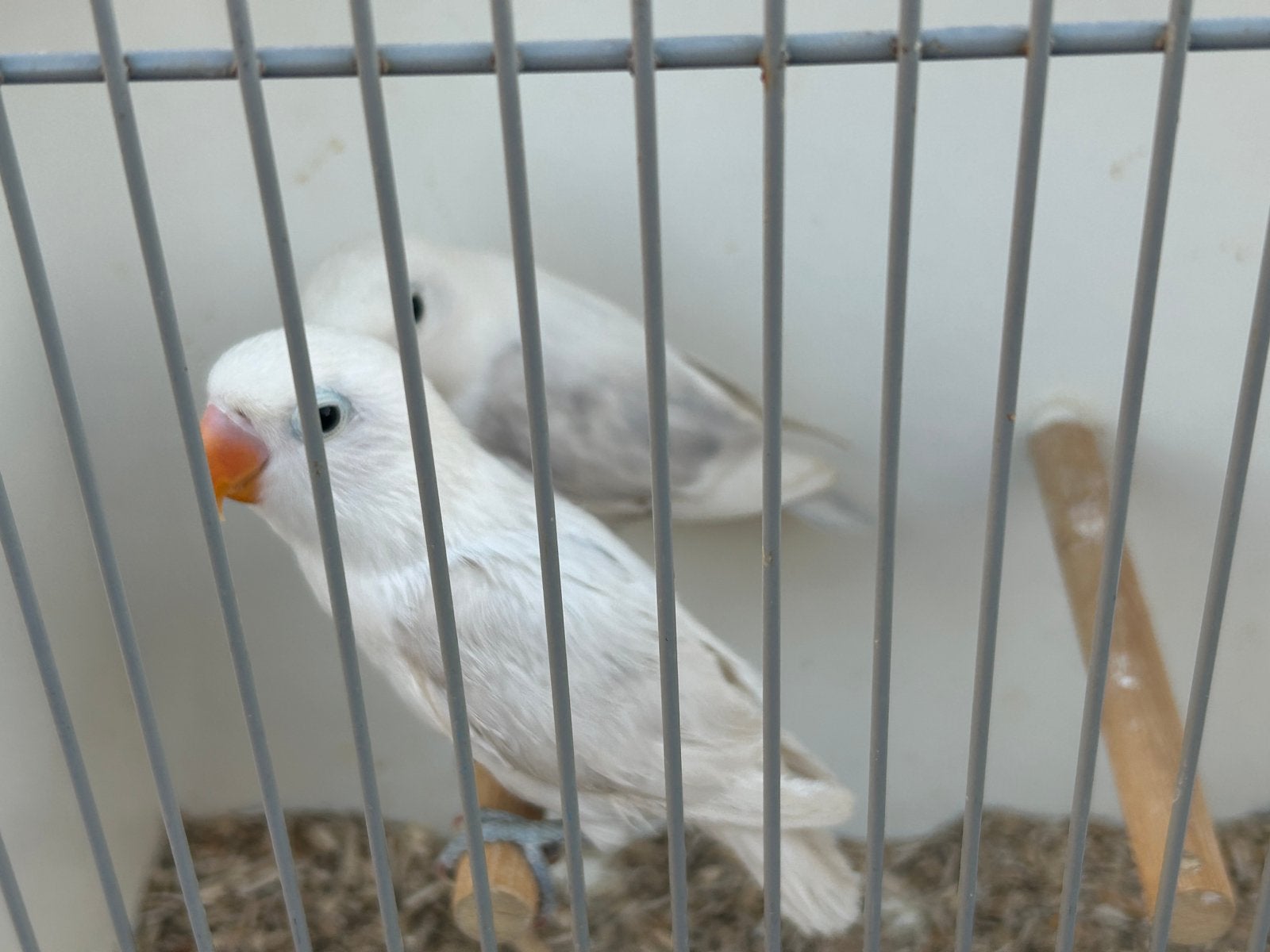 2 stuks Mauve Agapornis Fischeri, Dieren en Toebehoren, Vogels | Parkieten en Papegaaien, Geslacht onbekend, Dwergpapegaai of Agapornis