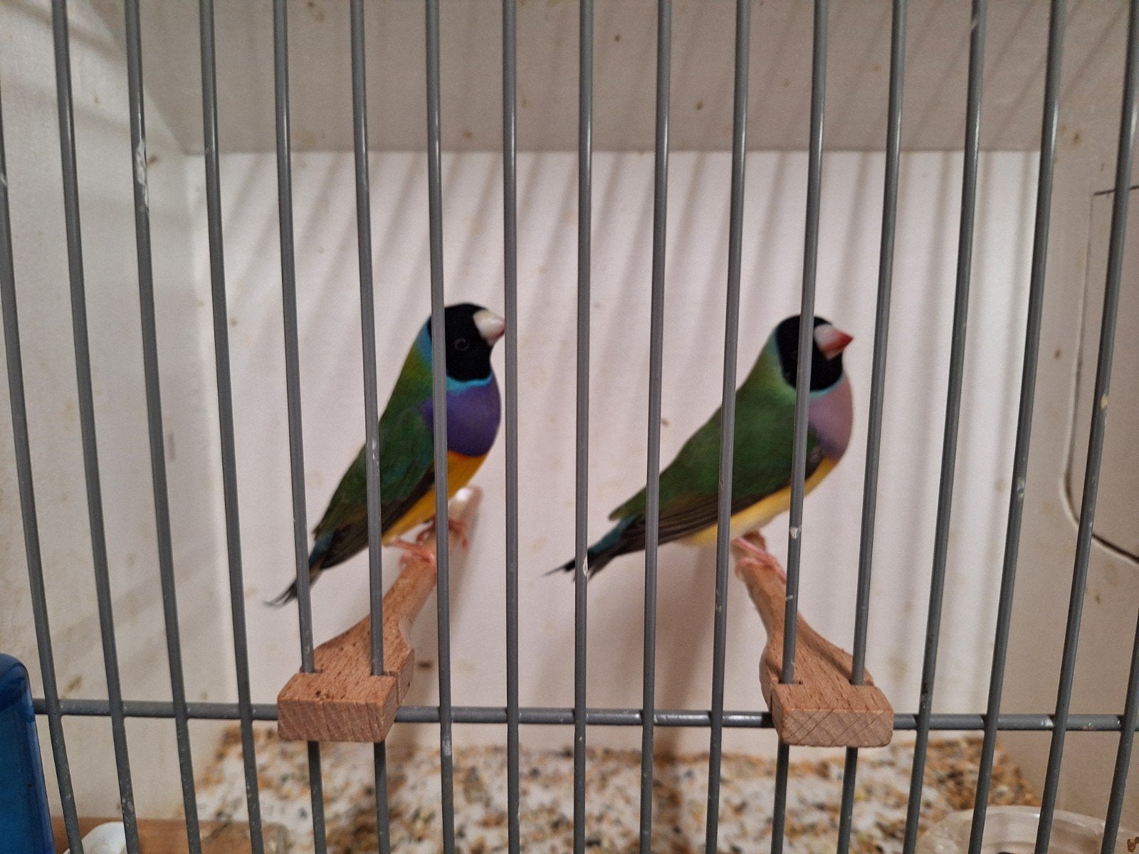 Gould amadines, Dieren en Toebehoren, Vogels | Overige Vogels, Meerdere dieren, Geringd