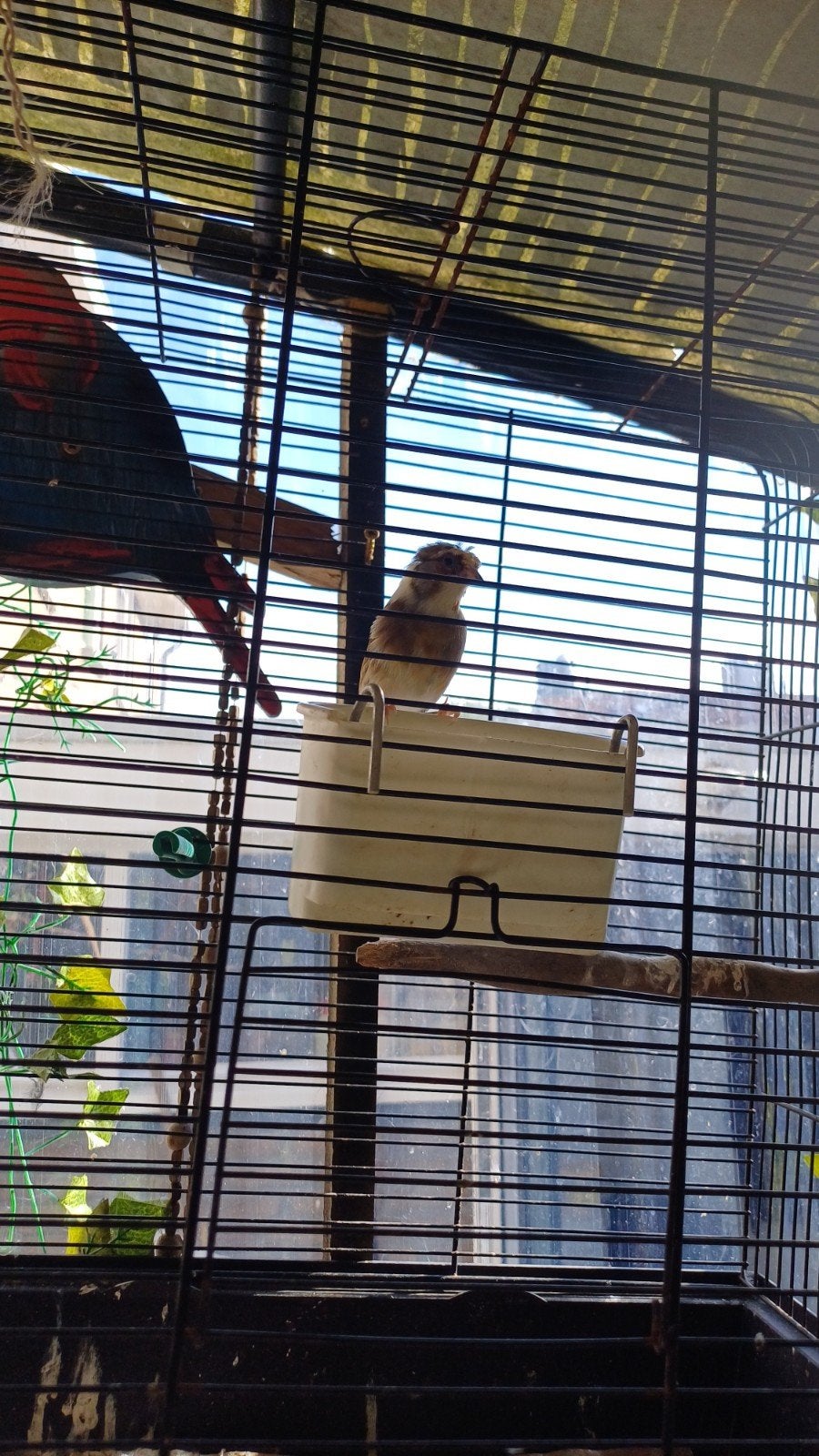 mooi zanger  vogels, Meerdere dieren, Kleurkanarie