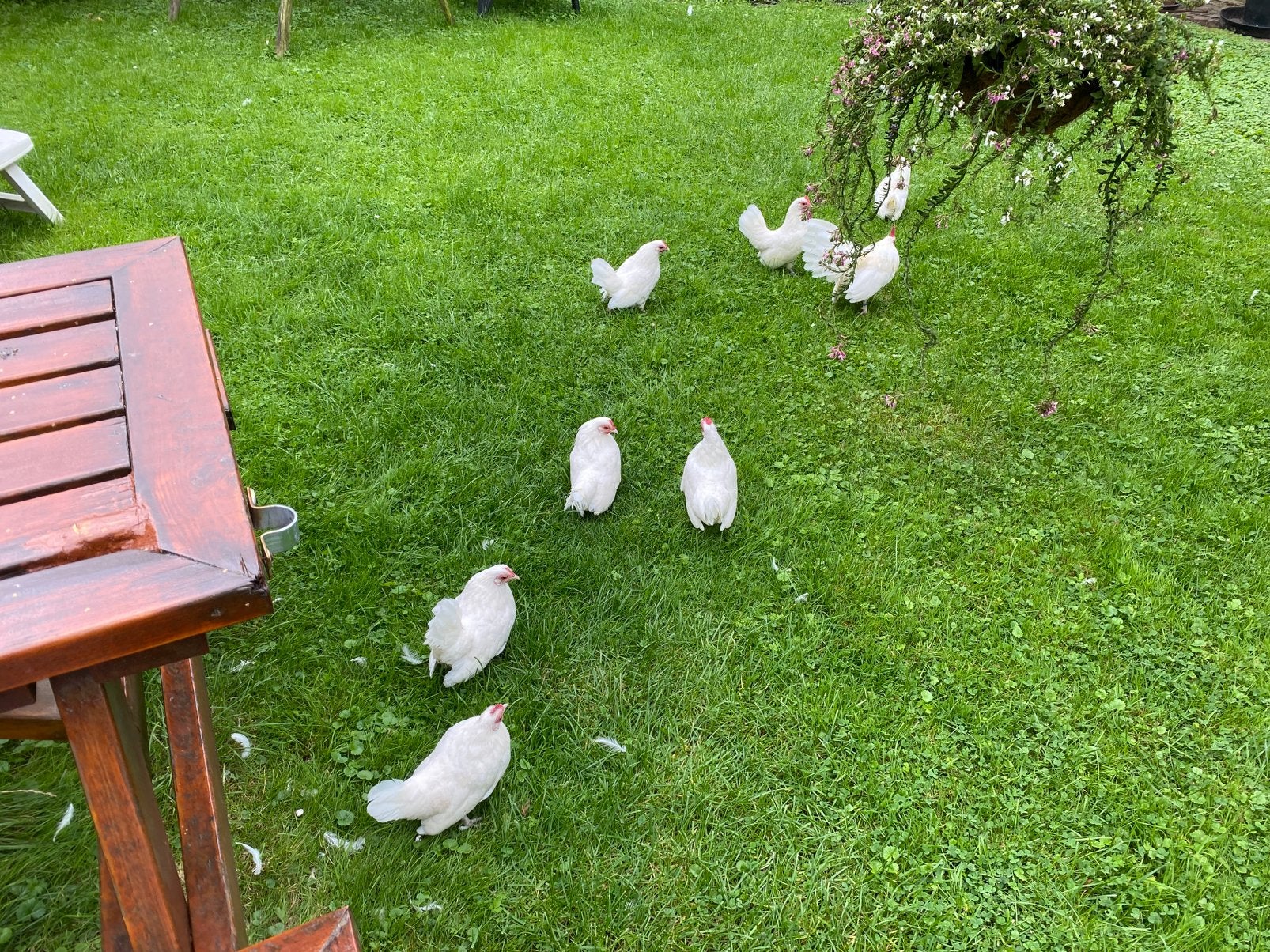 Witte Hollandse kriel, Dieren en Toebehoren, Meerdere dieren, Kip