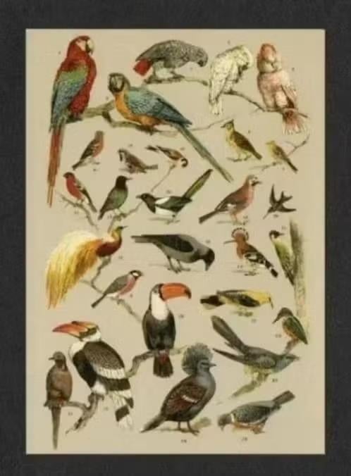 IJsvogel Vlaamse Gaai Specht Papegaai Houtduif Ekster Vink., Verzamelen, Ophalen of Verzenden, 1980 tot heden, Ongelopen, Vogel