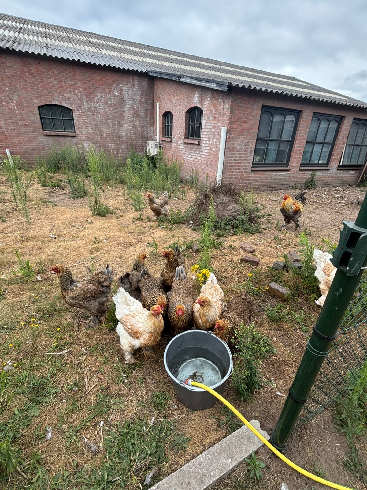 Brahma’s te koop, Vrouwelijk, Kip