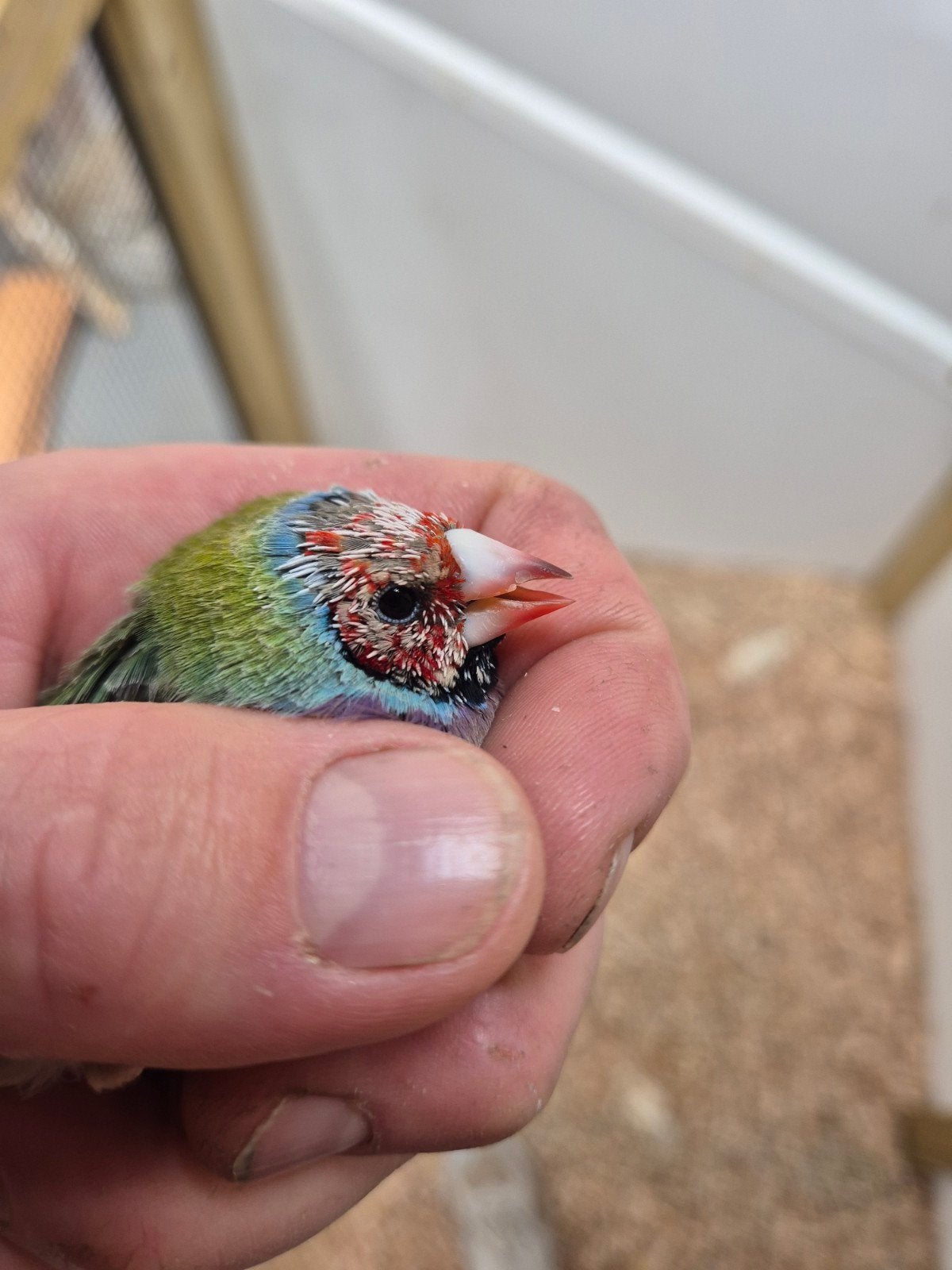 2 r.k. gouldamadine mannen, Meerdere dieren, Parkiet