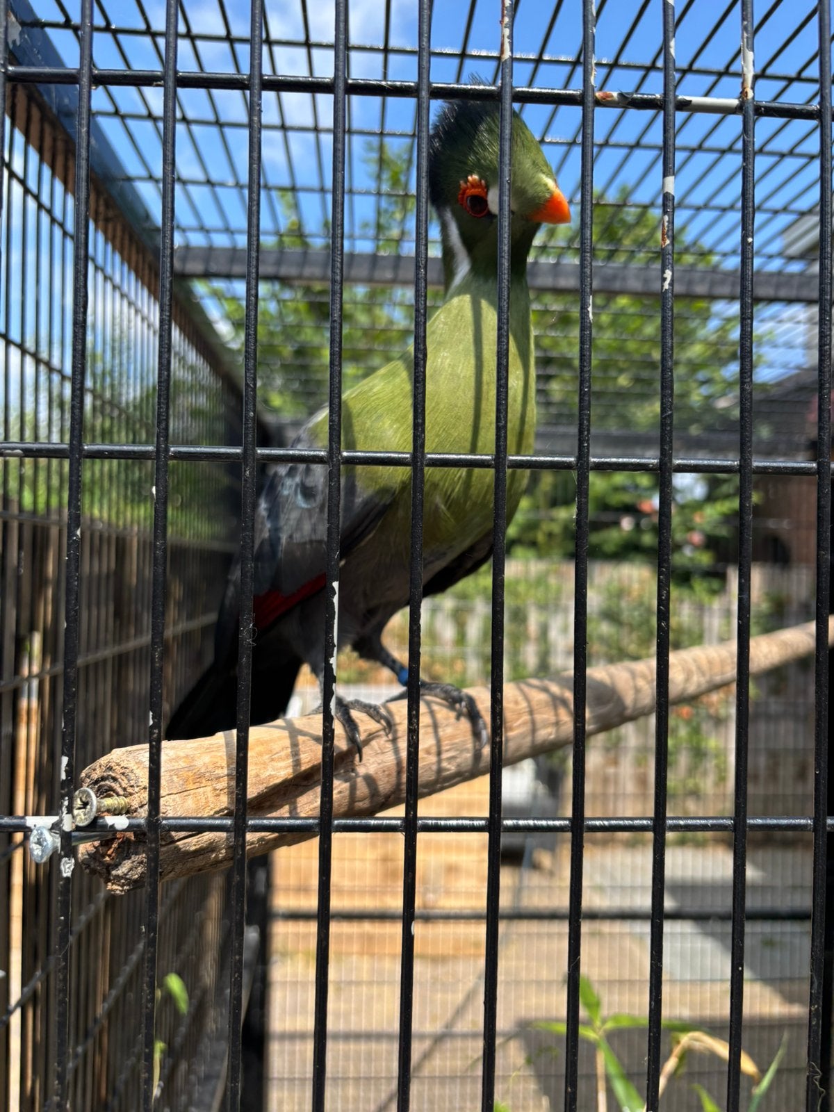 Toerako turaco geringd dna bewijs!, Mannelijk, Geringd