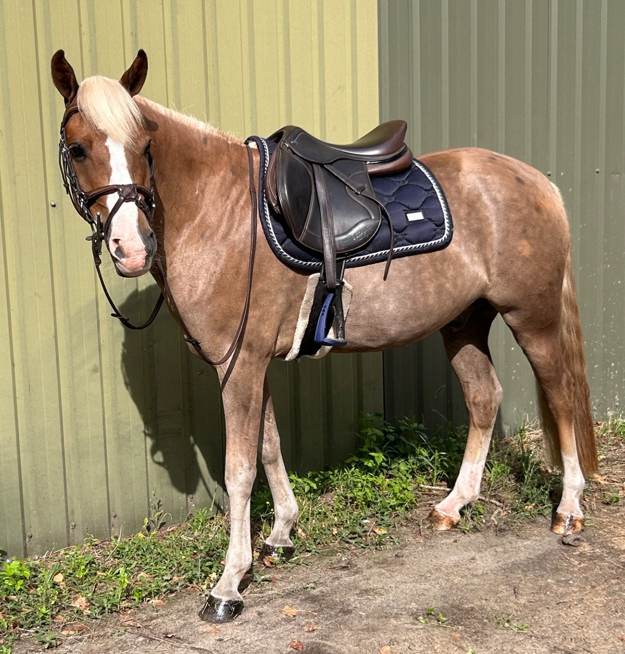New forest droompony, Dieren en Toebehoren, Ruin, 3 tot 6 jaar