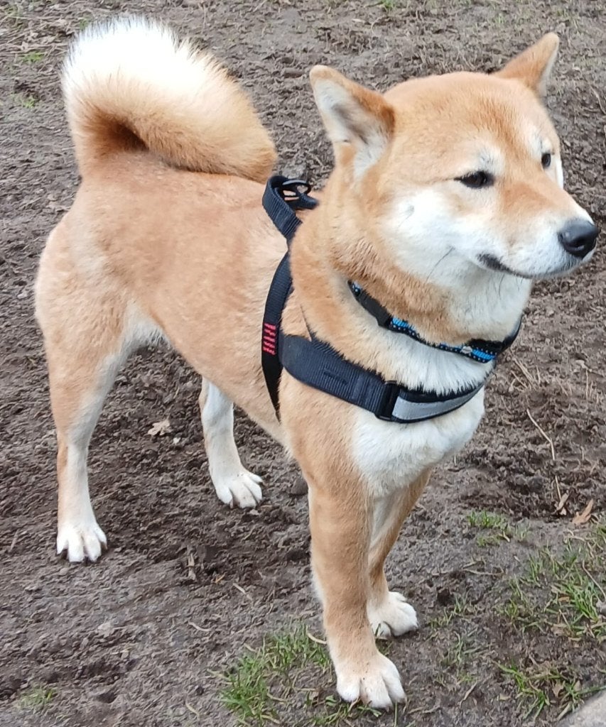 shiba inu, Dieren en Toebehoren, Honden | Poolhonden, Keeshonden en Oertypen, Overige rassen, 1 tot 2 jaar, Teef, Eén hond