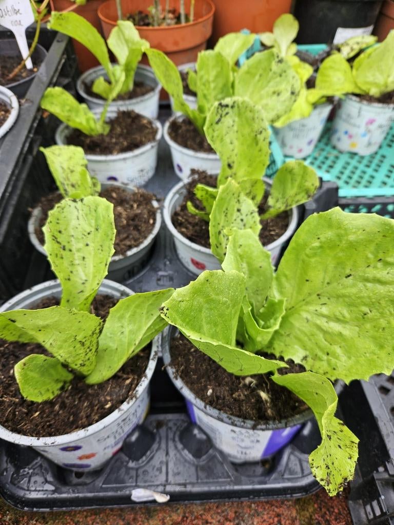 Moestuin plant andijvie,sla,courgette,pompoen mix&match, Tuin en Terras, Planten | Tuinplanten, Ophalen of Verzenden, Eenjarig