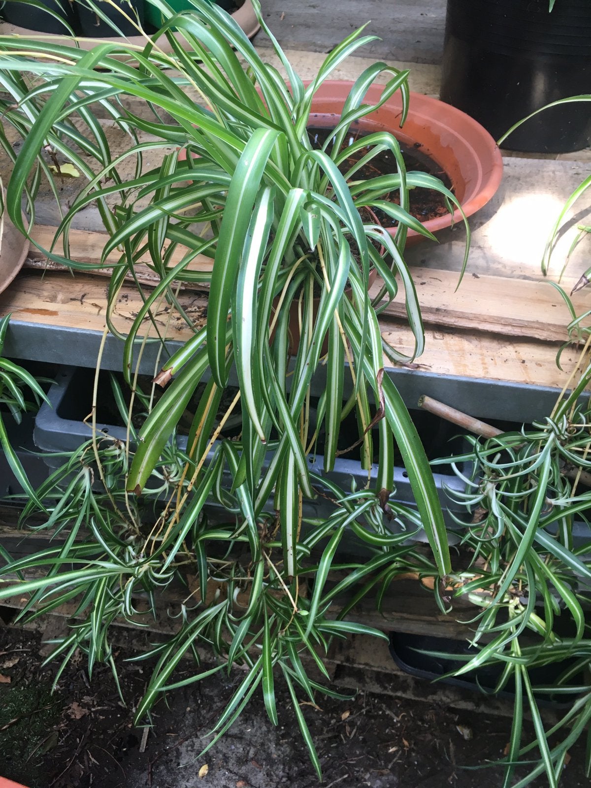 Chlorophytum graslelie hangplanten, Ophalen of Verzenden, Halfschaduw, Minder dan 100 cm