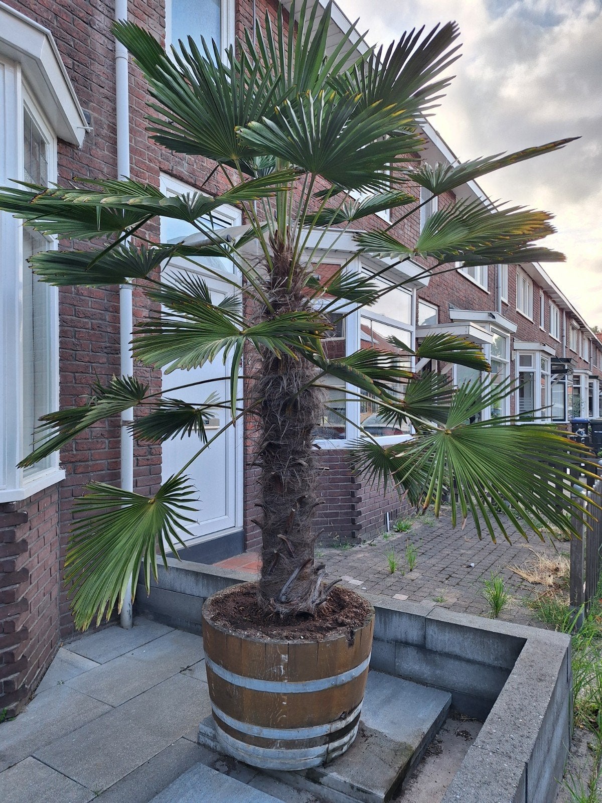 Trachycarpus Wagnerianus palmboom 2.20 mtr., Tuin en Terras, Planten | Bomen, Ophalen, Zomer, Volle zon, Palmboom