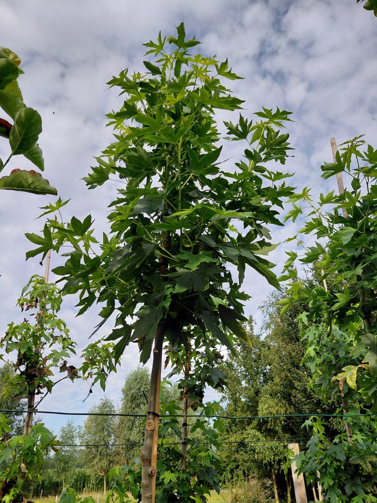 amberboom (worplesdon), Tuin en Terras, Planten | Bomen, Bloeit niet, Overige soorten, 250 tot 400 cm, Ophalen