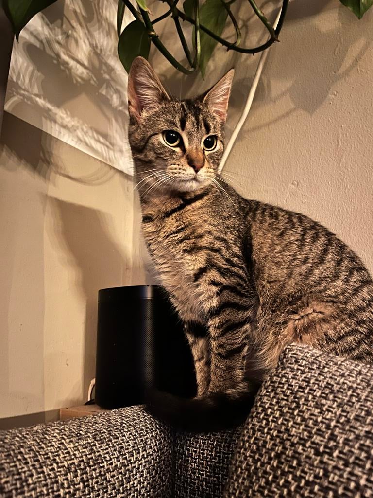 Hele lieve aanhankelijke poes, Dieren en Toebehoren, Katten en Kittens | Overige Katten, Poes