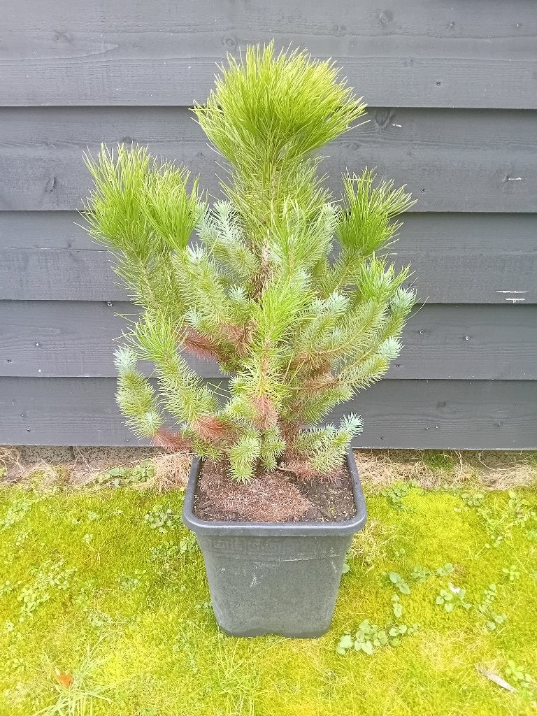 Pinus pinea, Tuin en Terras, Overige soorten, Lente, 400 cm of meer, Ophalen