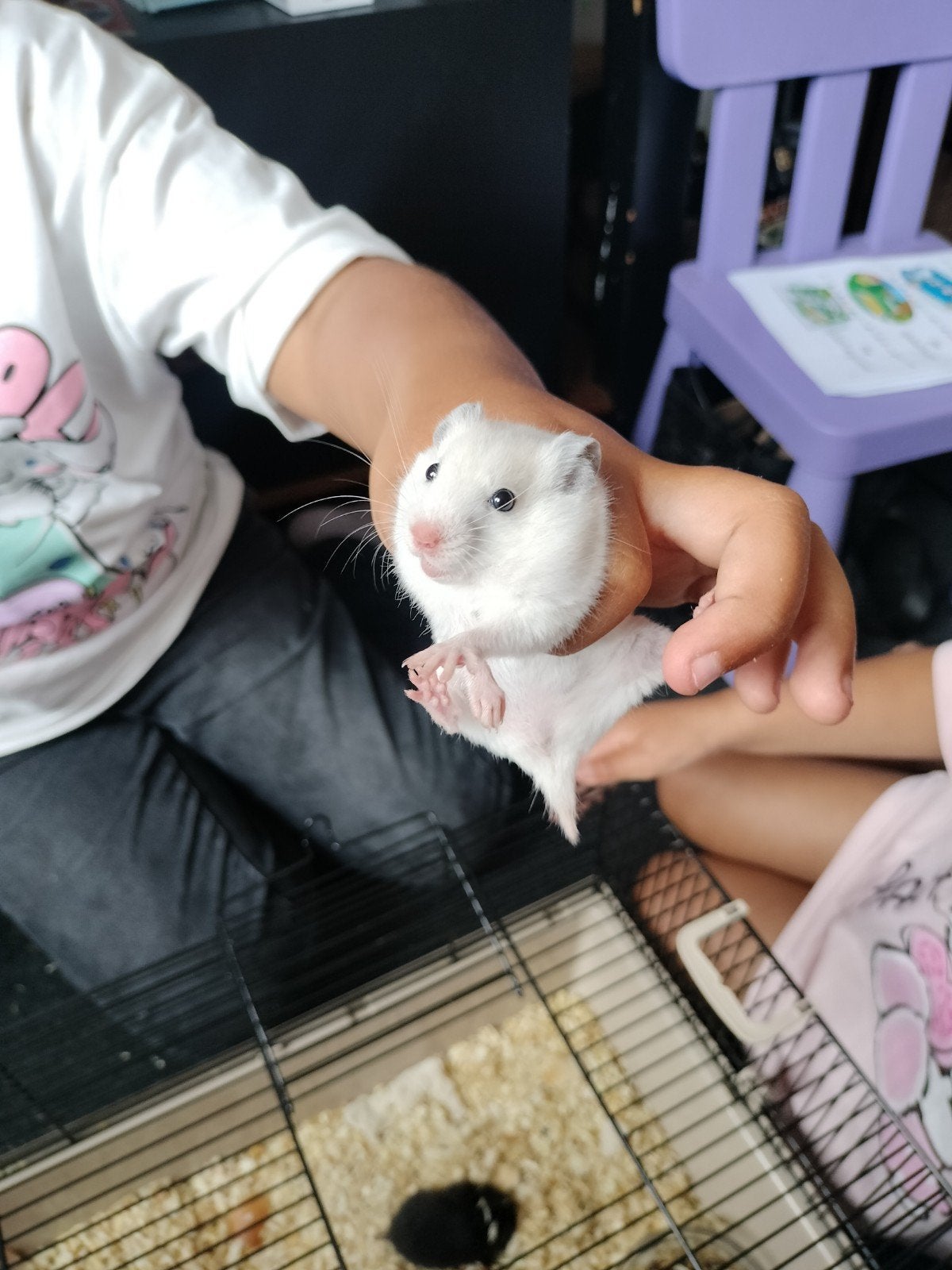 Goud Hamsters, Dieren en Toebehoren, Knaagdieren, Hamster, April, Geslacht onbekend, Tam
