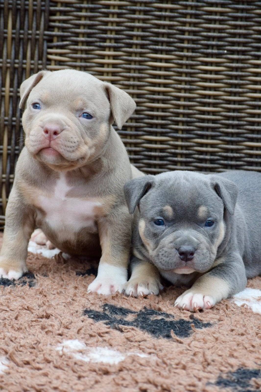 Foto 12 van 🔥American bully pups uit grand champion line, tricolors