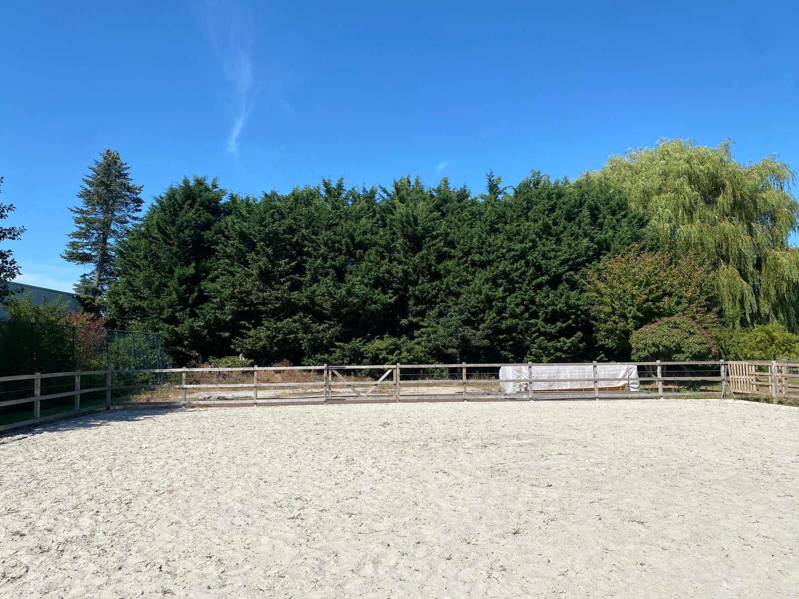 GEVRAAGD/ GEZOCHT snoeien van conifeer bomen, Tuin en Terras, Planten | Bomen, Bloeit niet, Overige soorten, 400 cm of meer, Ophalen