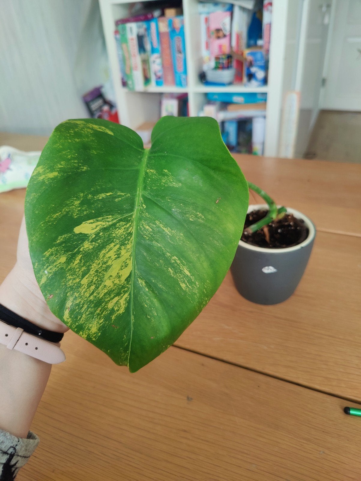 Monstera Aurea yellow variegata, Ophalen, Halfschaduw, Minder dan 100 cm
