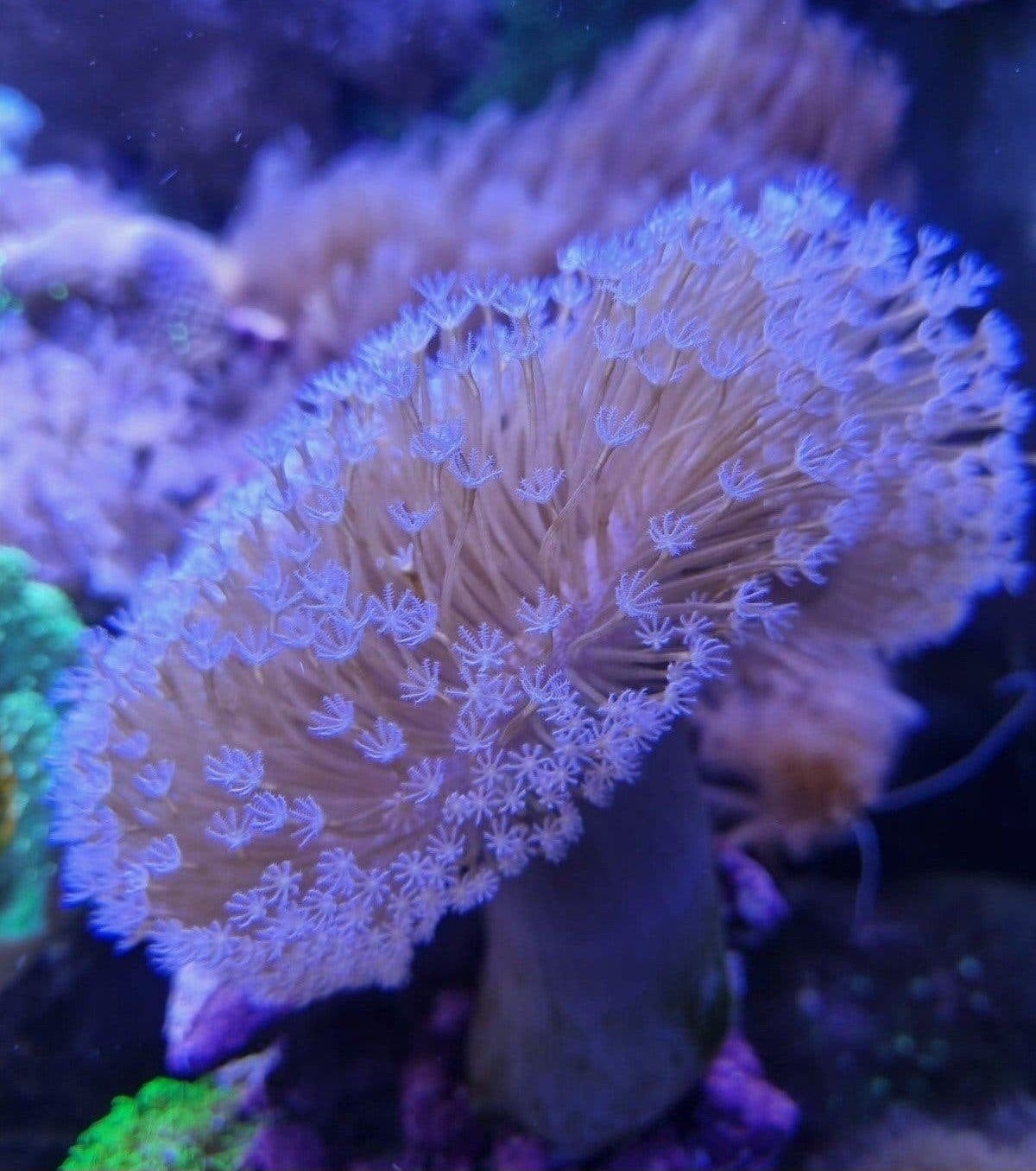 beginners koralen leders zeeaquarium zoutwater stekjes, Dieren en Toebehoren, Overige typen