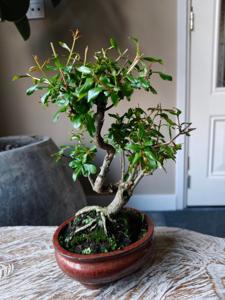 Punica Granatum Nejikan bonsai, Bloeit niet, Halfschaduw, Minder dan 100 cm, Overige soorten