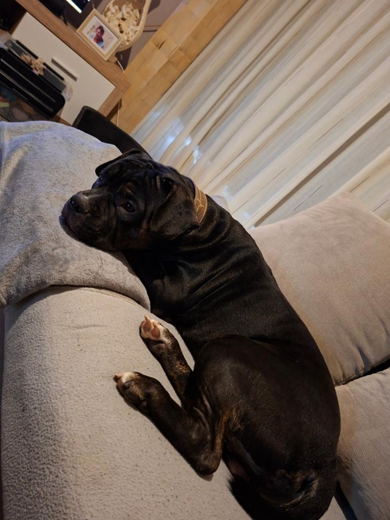 Wegens omstandigheden een ander lief huisje gezocht, Dieren en Toebehoren, Reu, 1 tot 2 jaar, Parvo, Eén hond