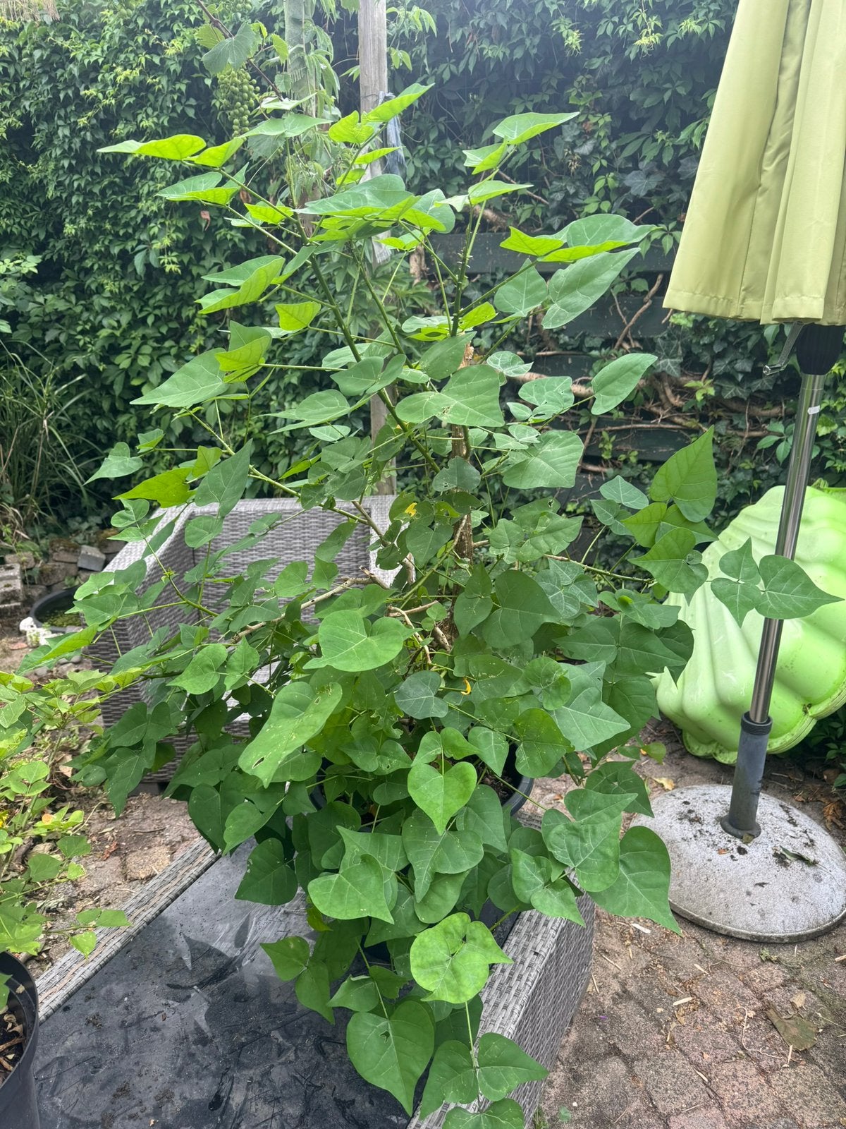 Zeldzame Koraalstruik (Erythrina crista-galli)  (2x), Overige soorten, Minder dan 100 cm, Zomer, Ophalen