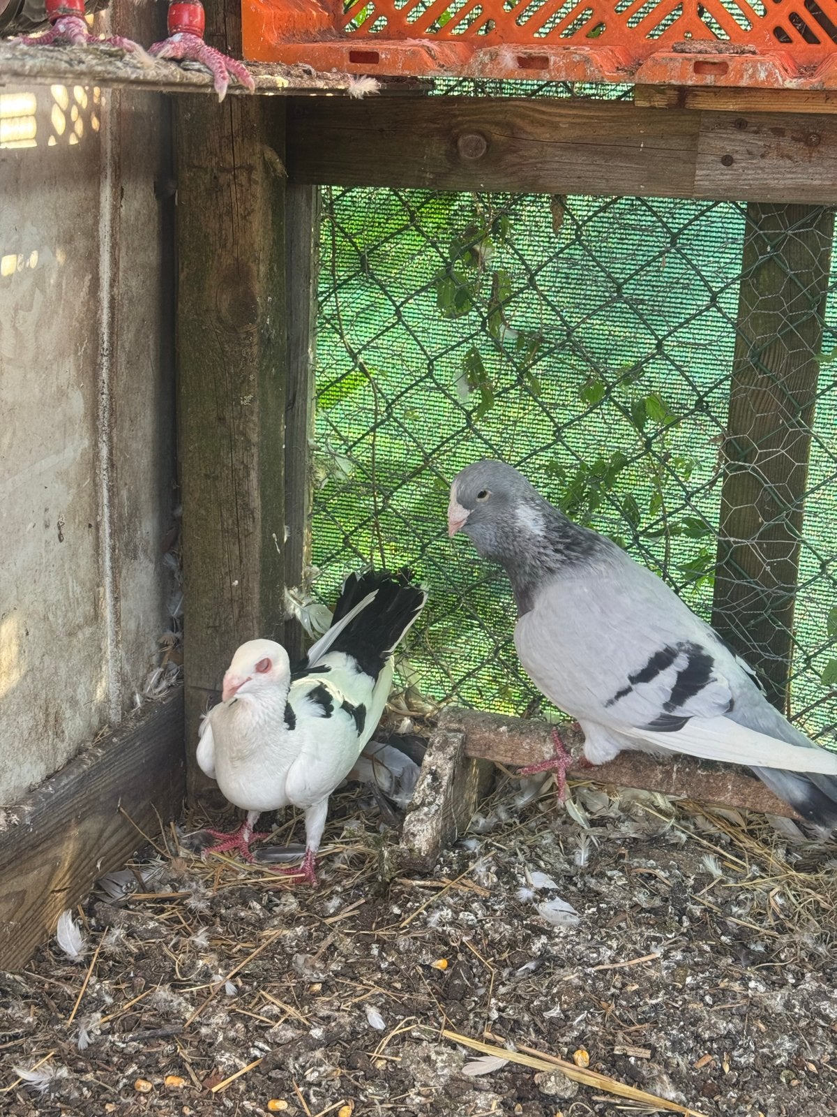 Te koop, Dieren en Toebehoren, Vogels | Duiven, Meerdere dieren, Overige soorten