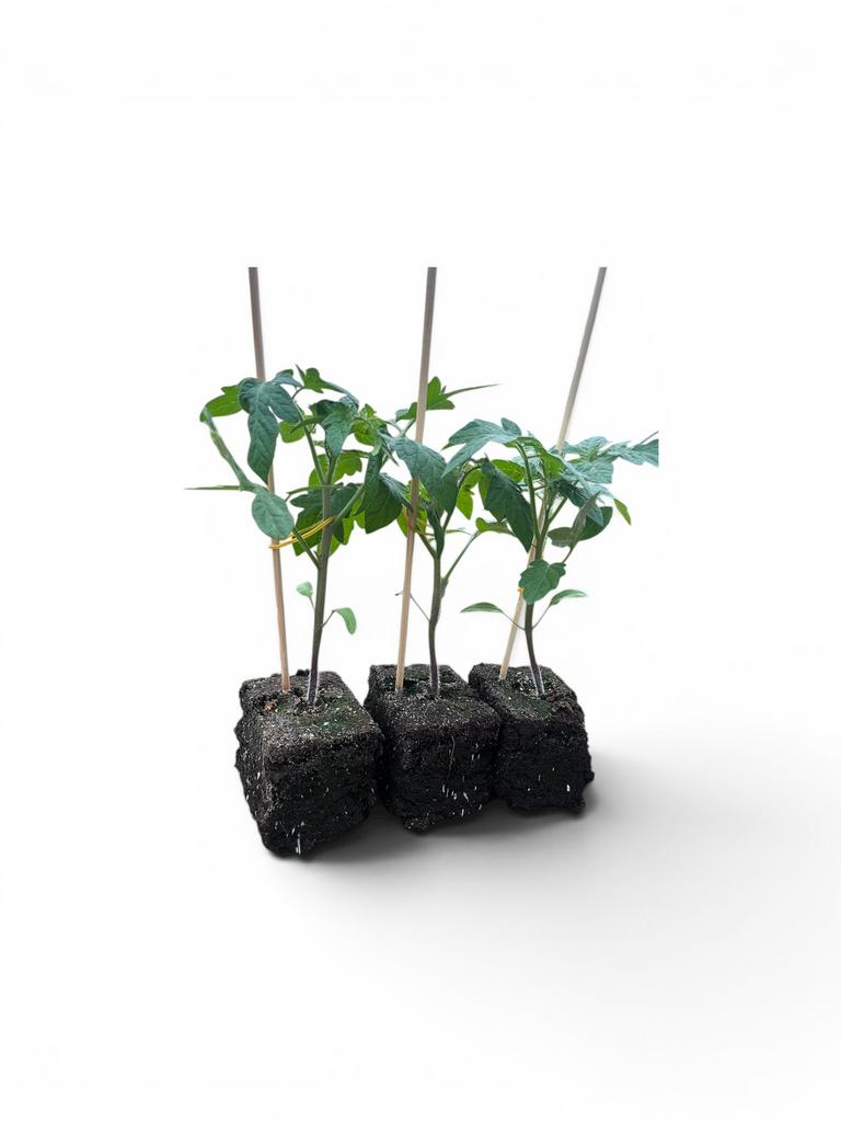 Biologische trostomaten groente planten, Ophalen, Volle zon, Groenteplanten, Eenjarig