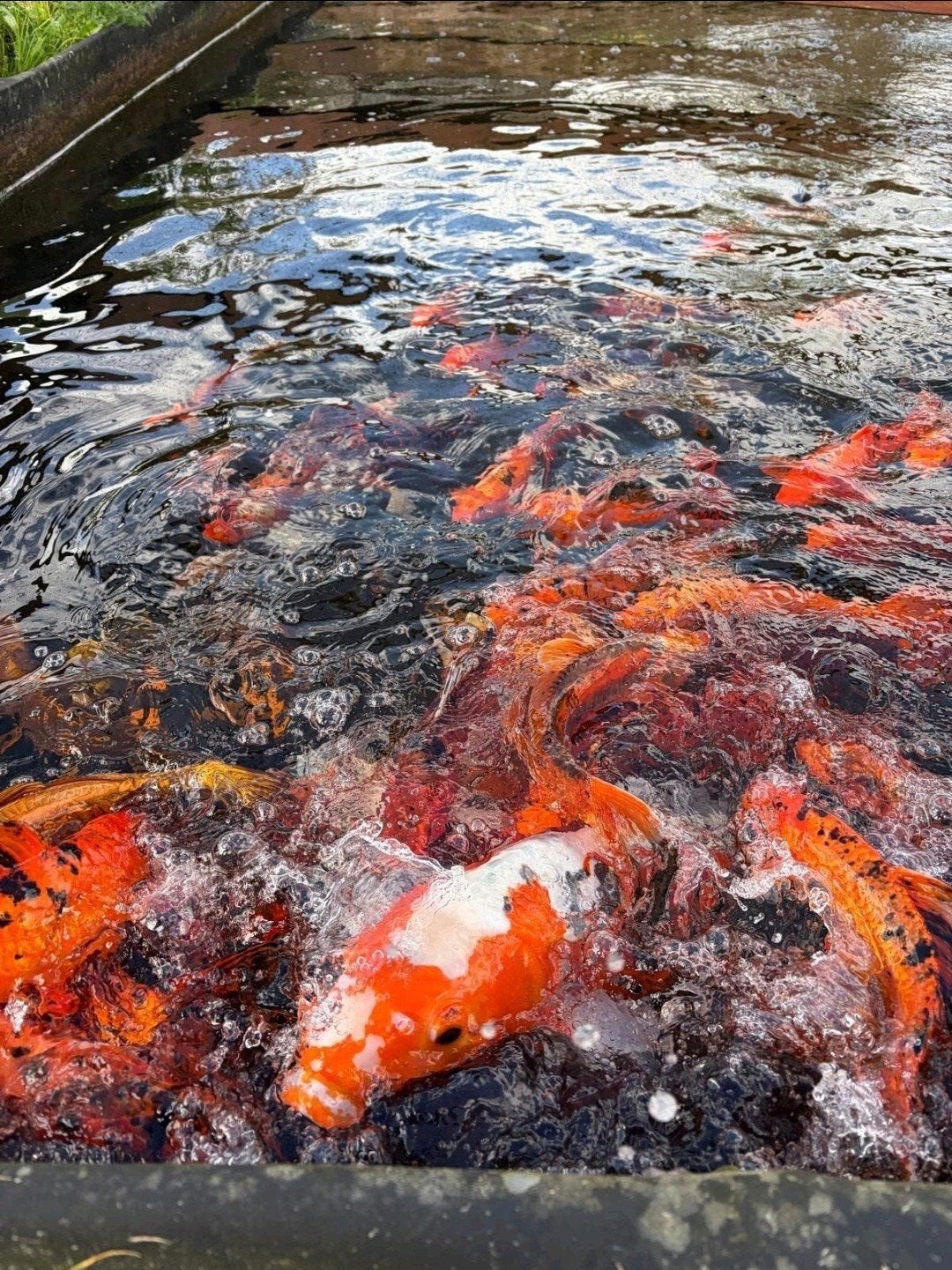 Koi karpers te koop, Karper of Koi