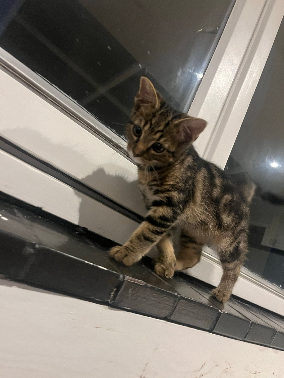 Kitten toyger, Poes