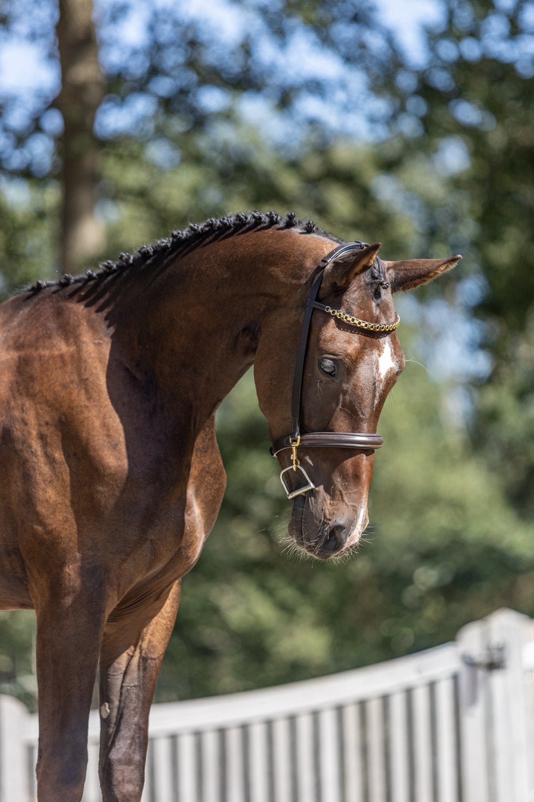 3,5 jarige spring ruin Rocket King, Dieren en Toebehoren, Springpaard, Met stamboom, Ruin, Zadelmak