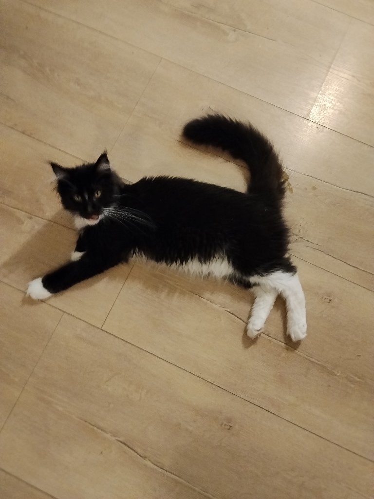 Russische Maine Coon kittens Met stamboom, Dieren en Toebehoren, Katten en Kittens | Raskatten | Langhaar, Meerdere dieren, Met stamboom