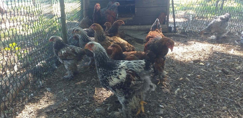 brahma, Meerdere dieren, Kip