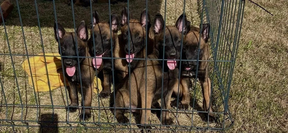 Prachtige Mechelse Herder puppy's, Dieren en Toebehoren, Overige rassen, 8 tot 15 weken, Meerdere, Meerdere dieren