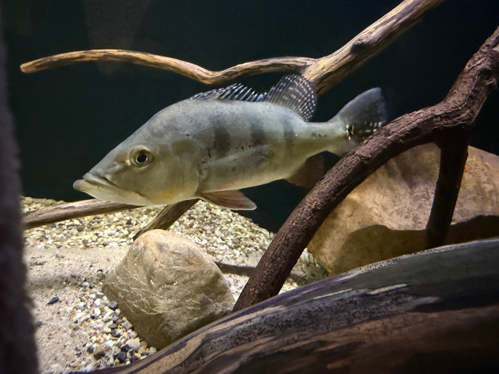 Te koop 4x Cichla Ocellaris tussen 20-30cm, Dieren en Toebehoren, Vis