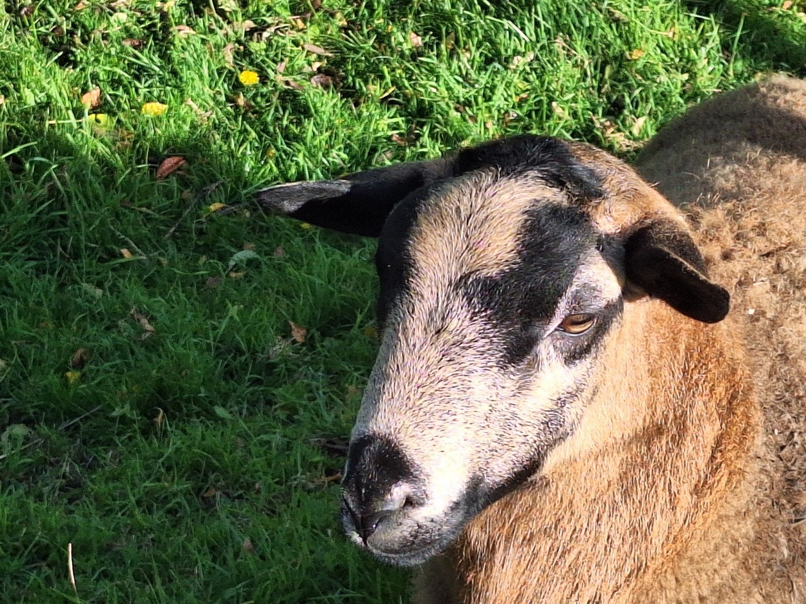 maasduinen dekram, Mannelijk, Schaap, 0 tot 2 jaar