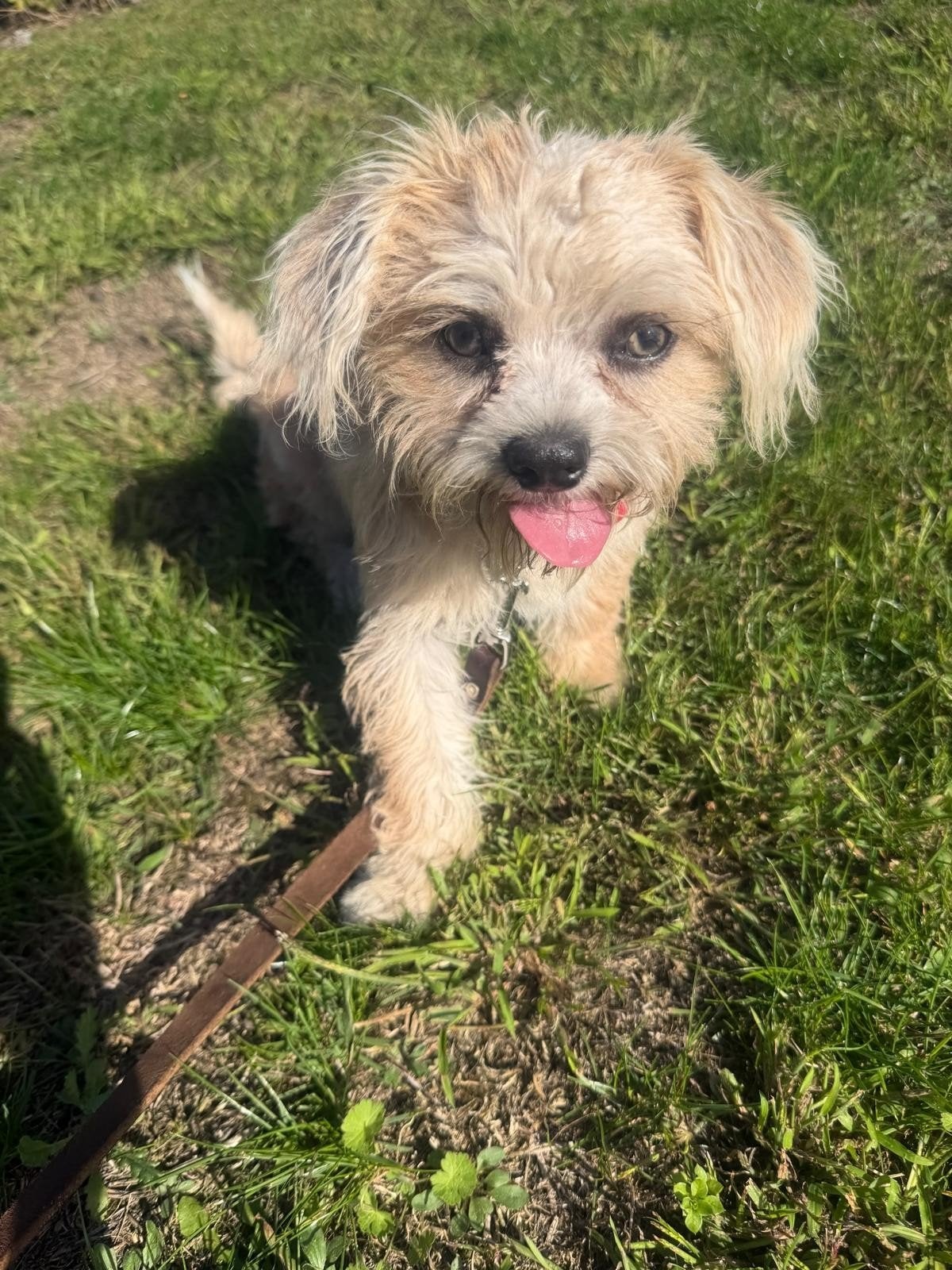 boomer pup van 5 maanden oud, 15 weken tot 1 jaar, Reu, CDV (hondenziekte), Eén hond