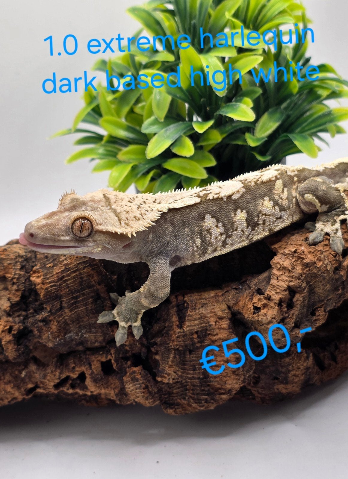 wimpergekko- crested gecko- Correlophus ciliatus Crested Gecko photo 8