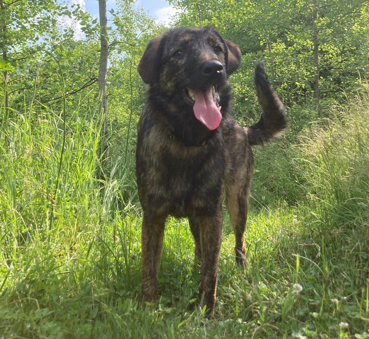 Orin zoekt haar familie!, Dieren en Toebehoren, 15 weken tot 1 jaar, Handelaar, Buitenland, Teef