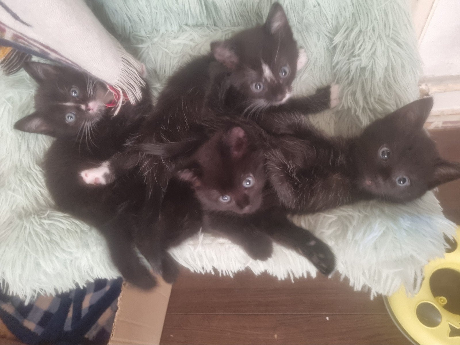 kittens half Siamees half Europese korthaar, Dieren en Toebehoren, Meerdere dieren