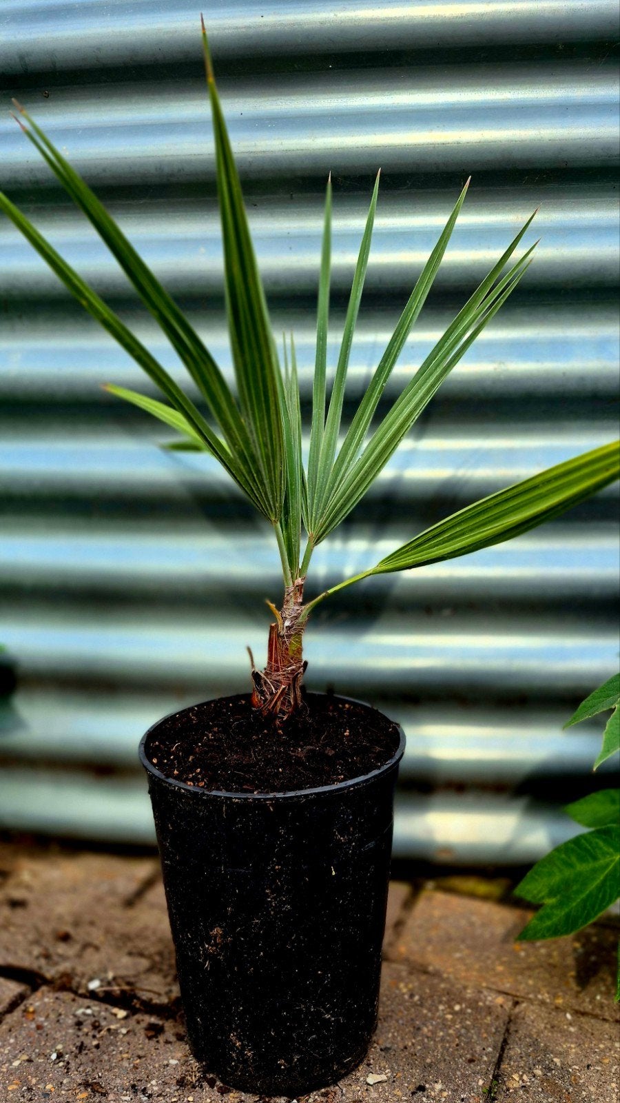 Brahea armata - Mexicaanse blauwe palm, Volle zon, Vaste plant, Bloeit niet, Ophalen