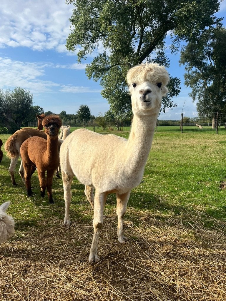 Mooie witte alpaca merrie Betty, halstermak, Mei, Vrouwelijk